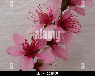Nahaufnahme einer hübschen rosa Blüte auf einem Pfirsichbaum, Sorte Peregrine, vor einem weißen Wandhintergrund Stockfoto