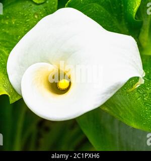 Zantedeschia aethiopica auch bekannt als Calla Lily und Arum Lily ist eine Art aus der Familie Araceae - Dinard, Frankreich Stockfoto