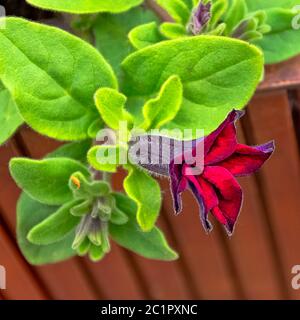 Petunia aus schwarzer Kirsche, auch Supertunia genannt - Dinard, Frankreich Stockfoto