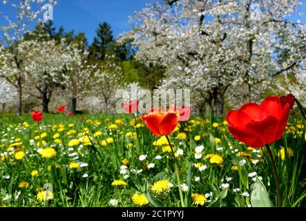 Kirschbaumwiese mit Tulpen und Dandelionen sowie Kirschblüten vor blauem Himmel 2 Stockfoto
