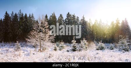 Sonnenuntergang im Winterwald. Winterlandschaft mit schneebedeckten Tannen. Stockfoto