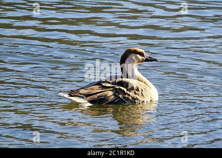 Schwan Gans Anser cygnoides am Neckar in Heidelberg Stockfoto