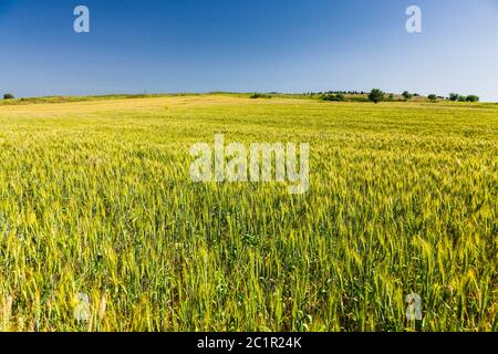 Landschaft von Mazedonien Region, Weizenfelder von Mazedonien Region, Vorort von Serres, Zentralmakedonien, Griechenland, Europa Stockfoto