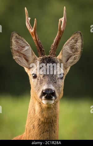 Portait von Rehbock, Blick auf die Kamera in dunkelgrünem Hintergrund. Neugierig Reh Hirsch suchen. Rehe (Capreolus capreolus) Stockfoto