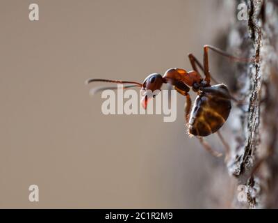 Ameise auf dem Baum in der Verteidigungsposition, Rotholzameise (Formica rufa), Slowakei Stockfoto
