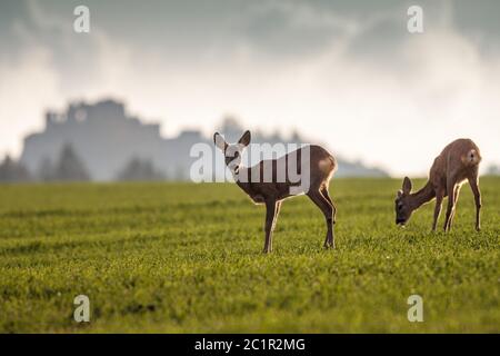 Zwei Rehe auf dem Feld mit Burg im Hintergrund Rehe (Capreolus capreolus), Slowakei Stockfoto