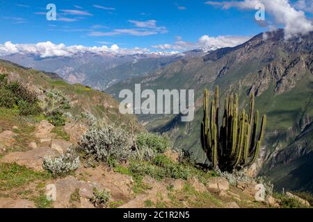 Wanderweg am Colca Canyon zum Aussichtpunkt Cruz del Condor im Zentrum Perus Stockfoto