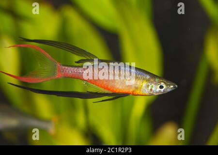 Portrait von Aquarium Fische - Threadfin rainbowfish (Iriatherina Werneri) in einem Aquarium Stockfoto