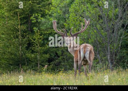 Rothirsch mit großen Geweihen im Sommer mit Samt bedeckt, (Cervus elaphus), Slowakei Stockfoto