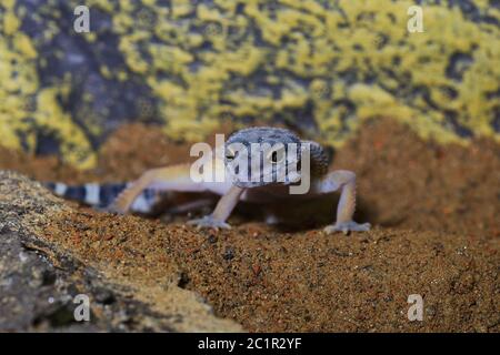 Portrait der Leopard Gecko (Eublepharis macularius) auf einem Sand Stockfoto