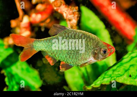 Portrait von Aquarium Fische - Sumatra Widerhaken (Puntigrus tetrazona) in einem Aquarium Stockfoto