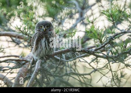 Eurasische Zwergeule auf Kiefernästen sitzend, (Glaucidium passerinum), Slowakei Stockfoto