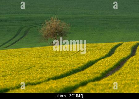 Sun enlighten tree in the green spring field with roads, Slovakia Stockfoto