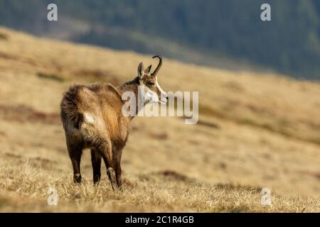 Gämsen Männchen stehen auf der Bergwiese. Gämsen zur Seite, Rupicapra rupicapra, Slowakei Stockfoto