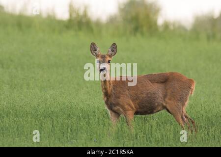 Rehe Weibchen Blick auf die Kamera in Grünfeld, Tierwelt, Capreolus capreolus, Slowakei Stockfoto