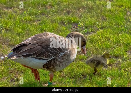 Wilde Graugans-Familie (Anser anser) im französischen Park Stockfoto