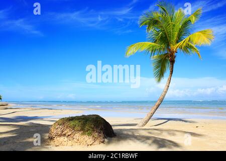 Palmen am weißen tropischen Strand. Reisehintergrund. Stockfoto