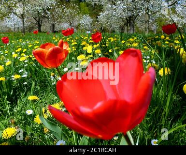 Große rote Tulpe mit Kirschbaumwiese als verschwommener Hintergrund 3 Stockfoto