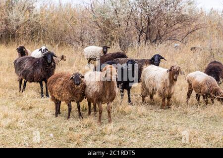 Herde von Schafen, die in den Steppen von kasachstan grasen. Stockfoto