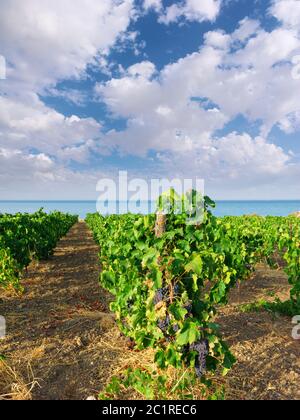 Schwarze Trauben für Wein reifen in einem Weinberg am Meer von Sizilien im Sommer Stockfoto