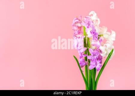 Blumenstrauß aus weißen und lila Hyazinthen isoliert auf rosa Hintergrund Draufsicht Flat Lay Holiday Card Hallo Frühling Konzept Stockfoto