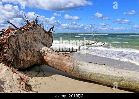 Entwurzelte Buche am Ostseestrand von DarÃŸer Stockfoto