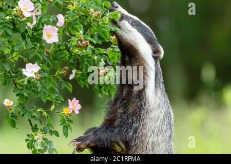 Europäischen Dachs steht auf seinen Hinterbeinen mit erhobener Tatze und Schnüffeln eine wilde Rose Blume. Horizontal. Stockfoto