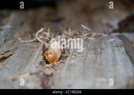 Larve einer großen Pappel longhorn Beetle (Saperda carcharias) in das Holz der Pappel Stockfoto