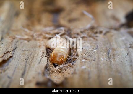 Larve einer großen Pappel longhorn Beetle (Saperda carcharias) in das Holz der Pappel Stockfoto