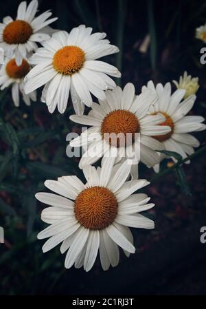 Blume, Gänseblümchen, weiß, Blütenblätter, Pflanze, Garten, floral, in Natur, Stockfoto