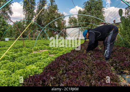 Xochimilco, CDMX. Mexiko 14. Juni 2020. Bio-Gemüsepflanzen für Xochimilco Salat entlang der schwimmenden Gärten oder Chinampas in Mexiko-Stadt Stockfoto