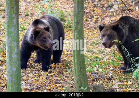 Braunbären in den Wald Stockfoto