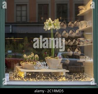 Weiße Amaryllis Blumenfenster in einem kleinen Geschäft auf Rorstrandsgatan Stockfoto