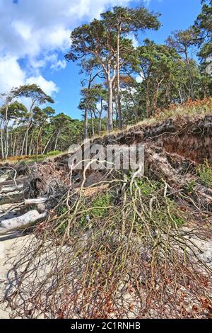 Abriss am DarÃŸer Weststrand Stockfoto