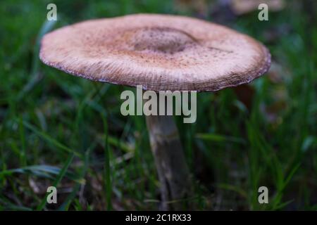 Pilz unter dem Gras in einem Garten mit enger Schärfentiefe, fotografiert von einem niedrigen Standpunkt Stockfoto