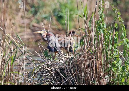 Nachzucht am Purpurreiher Ardea purea im Naturschutzgebiet Wagbachniederung Stockfoto