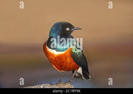 Dreifarbiger, glänzender Stern Lamprotornis Superbus Stockfoto