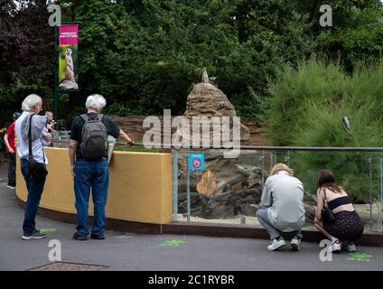London, Großbritannien. Juni 2020. Besucher sehen sich am ersten Tag der Wiedereröffnung des Zoologischen Zoos London Zoo (ZSL) an, da die Sperrbeschränkungen am 15. Juni 2020 in London, Großbritannien, gelockert wurden. Da nicht unbedingt notwendige Geschäfte wieder geöffnet wurden und am Montag zum ersten Mal seit fast drei Monaten mehr Schüler in die Schulen in England zurückgingen, durften auch Zoos und Safariparks im ganzen Land am Montag wieder eröffnet werden. Quelle: Han Yan/Xinhua/Alamy Live News Stockfoto