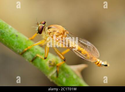 Räuberfliege auf dem Stamm einer Pflanze, Makro-Nahaufnahme mit Bokeh neutralen Hintergrund. Stockfoto