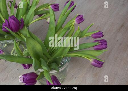 Violett tullips auf einem hölzernen Hintergrund. Frühlingsferien, Frauentag, Valentines Tag. Stockfoto