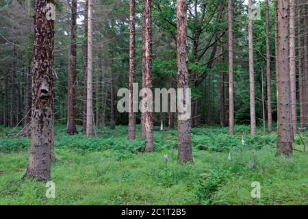 Baumsterblichkeit in den Niederlanden: Fichten, die von Fichtenrindenkäfer beschädigt wurden Stockfoto