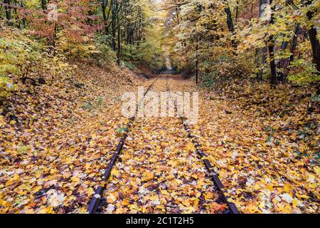 Alte und vergessene Bahngleise in einem bunten Herbstwald. Stockfoto