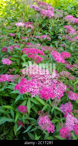 Viele Blumen, aber es ist immer noch Blume Stockfoto
