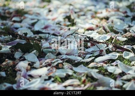 Viele Blumen, aber es ist immer noch Blume Stockfoto