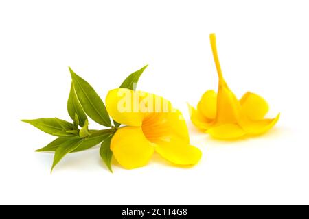 Allamanda oder goldene Trompete schöne gelbe Blume. Stockfoto