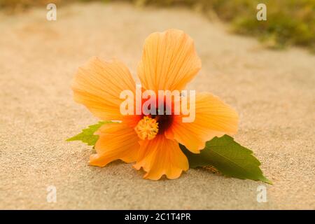 Hibiscus rosa auch als China Rose bekannt. Stockfoto