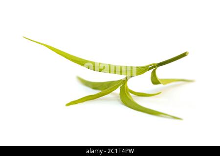 Sabah Schlangengrasblätter alias Belalai Gajah. Stockfoto