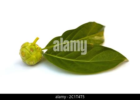 Noni-Frucht, die isoliert auf weißem Hintergrund Stockfoto