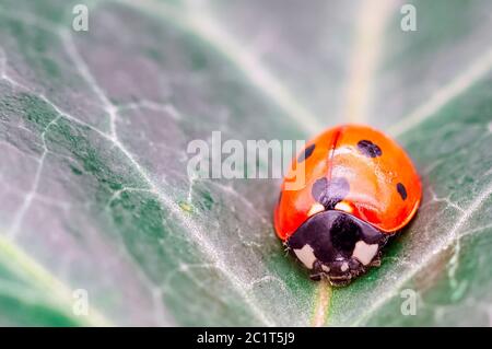 Coccinella septempunctata, bekannt als Marienkäfer mit sieben Punkten, Marienkäfer mit sieben Punkten, C-7 oder Marienkäfer mit sieben Punkten auf dem Blatt Stockfoto