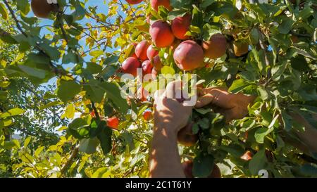 Ein Obstgartenarbeiter pflückt reife rote Äpfel von einem Baum Stockfoto